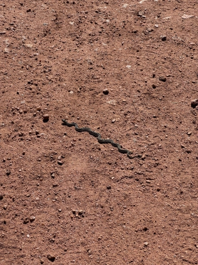 A small snake scurries across the red dirt of the Red Rocks Trail in Colorado. It is white with dark spots in a beautiful diamond pattern.
